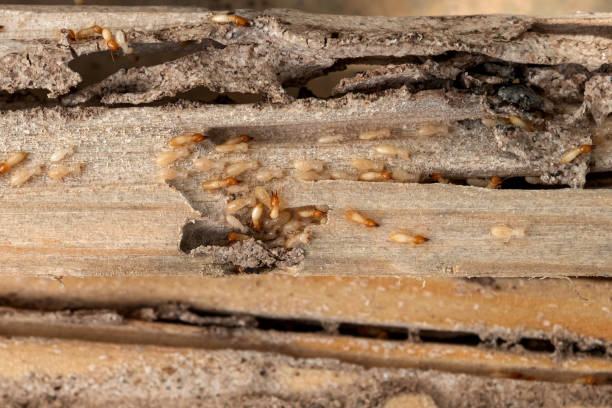 Best Pest Inspection Near Me  in East Dublin, GA